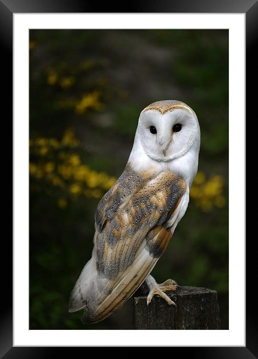 Barn Owl Framed Mounted Print by Stephen Mole