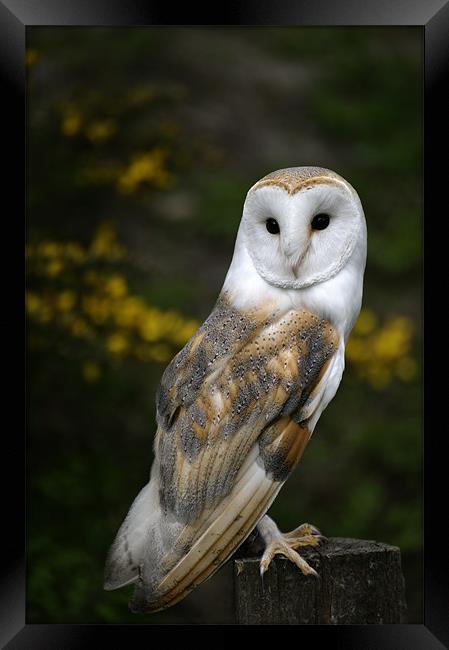 Barn Owl Framed Print by Stephen Mole
