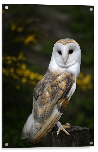 Barn Owl Acrylic by Stephen Mole