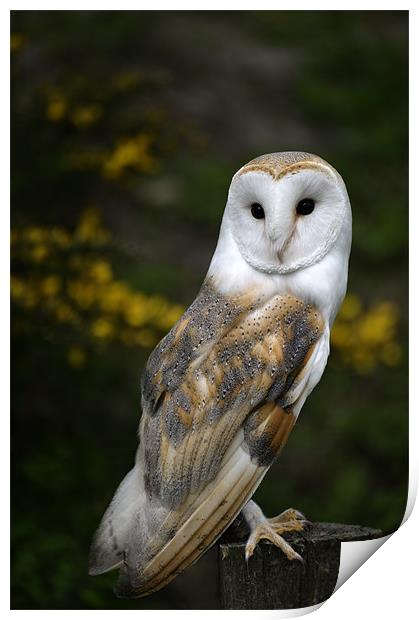 Barn Owl Print by Stephen Mole
