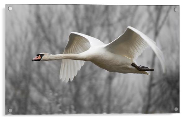 Swan flypast Acrylic by Iain Leadley