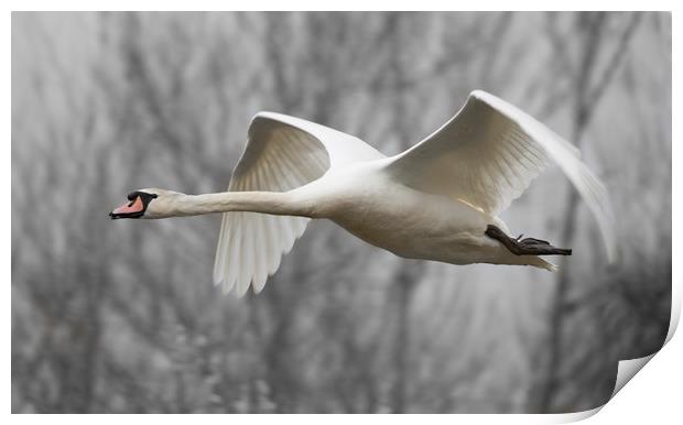Swan flypast Print by Iain Leadley
