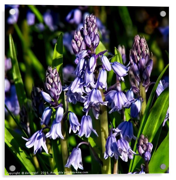 Bluebells Acrylic by Susie Peek