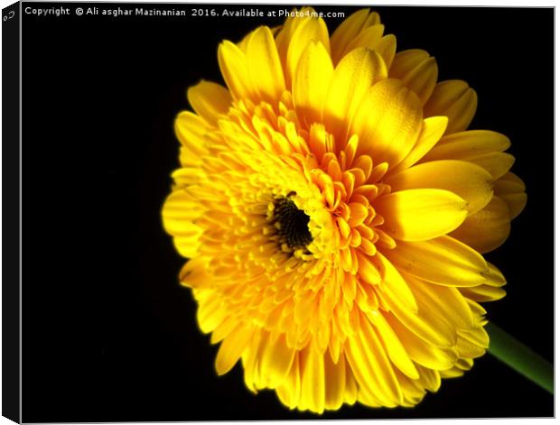 A nice yellow flower, Canvas Print by Ali asghar Mazinanian