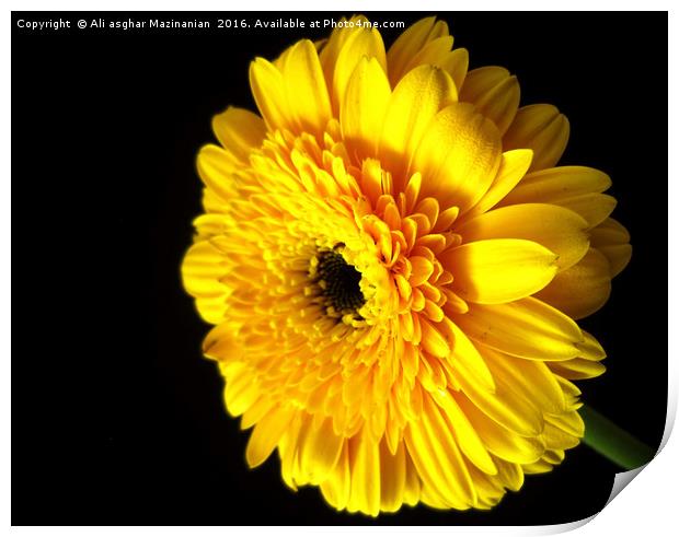 A nice yellow flower, Print by Ali asghar Mazinanian