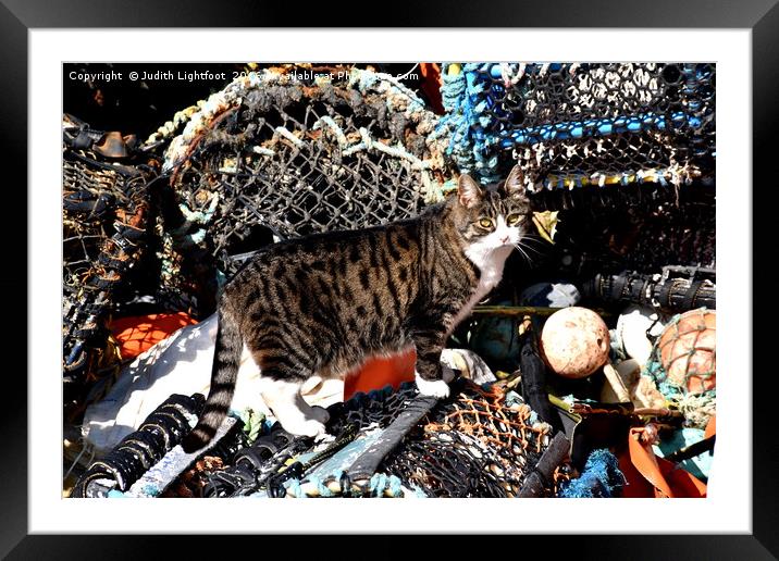 CAT AMONGST THE LOBSTER POTS Framed Mounted Print by Judith Lightfoot
