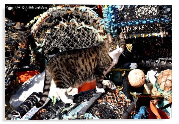 CAT AMONGST THE LOBSTER POTS Acrylic by Judith Lightfoot