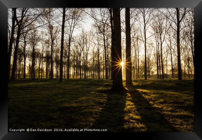 Poplar Plantation Sunrise Framed Print by Dan Davidson