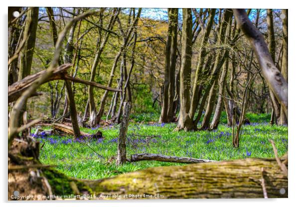 Bluebell Woods Of Essex Acrylic by matthew  mallett