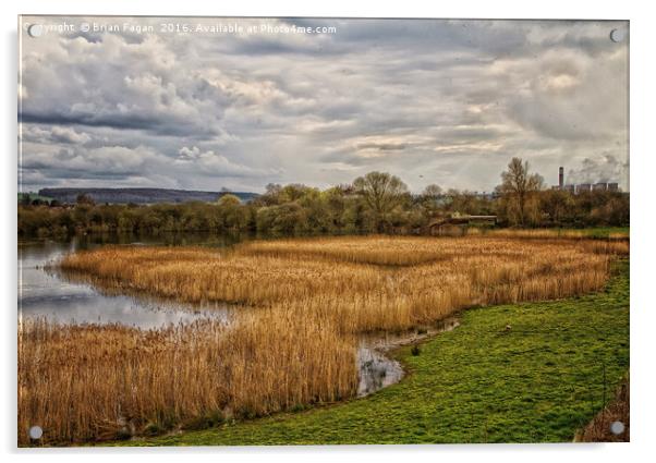 The Wetlands Acrylic by Brian Fagan