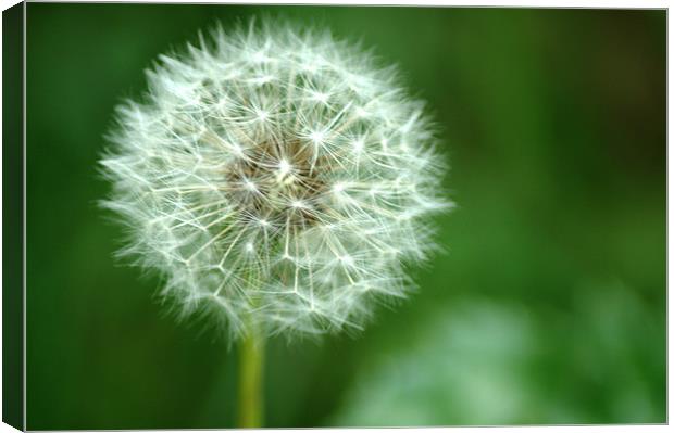 Dandelion seed head Canvas Print by Chris Day