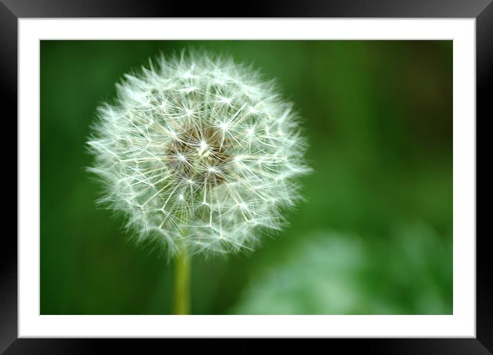 Dandelion seed head Framed Mounted Print by Chris Day