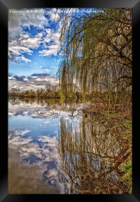 Willow reflection Framed Print by Brian Fagan