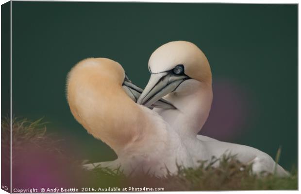 Northern Gannets Courtship Ritual Canvas Print by Andy Beattie