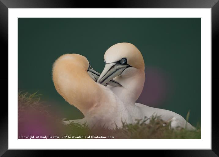 Northern Gannets Courtship Ritual Framed Mounted Print by Andy Beattie