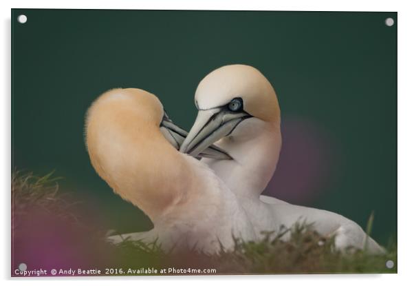 Northern Gannets Courtship Ritual Acrylic by Andy Beattie