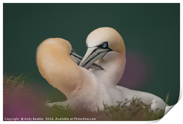 Northern Gannets Courtship Ritual Print by Andy Beattie