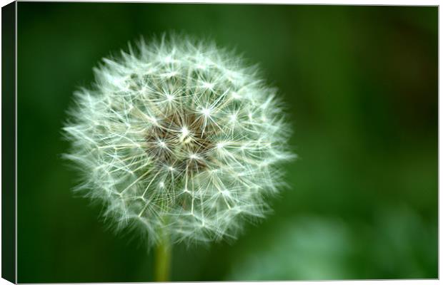 Dandelion seed head 2 Canvas Print by Chris Day