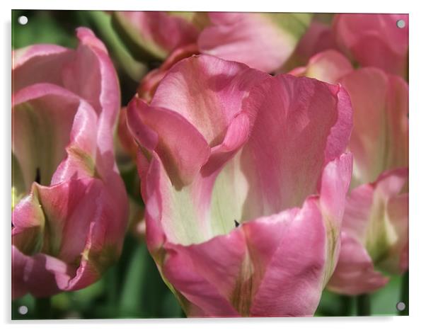 Tiptoe through the Tulips Acrylic by Ginny Gregg