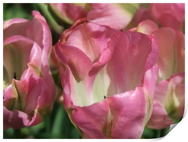 Tiptoe through the Tulips Print by Ginny Gregg