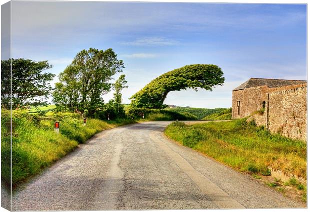 Leaping Windswept Tree Canvas Print by Mike Gorton