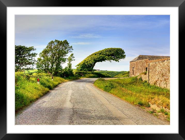 Leaping Windswept Tree Framed Mounted Print by Mike Gorton