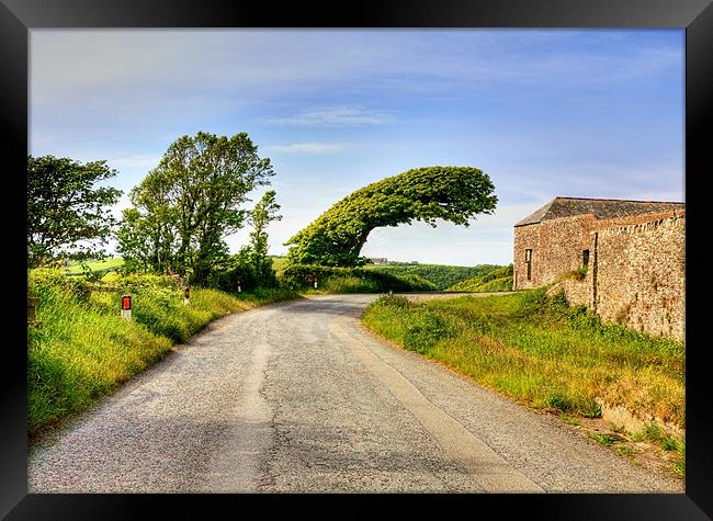 Leaping Windswept Tree Framed Print by Mike Gorton