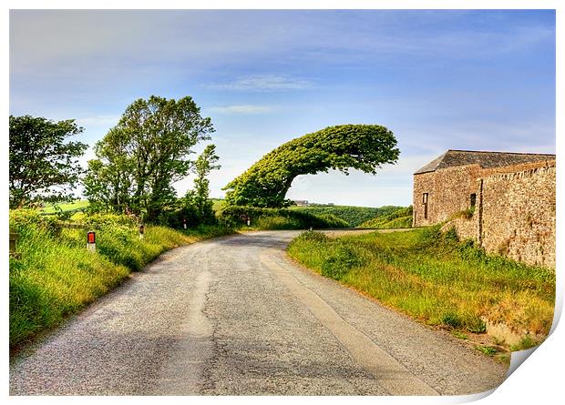 Leaping Windswept Tree Print by Mike Gorton