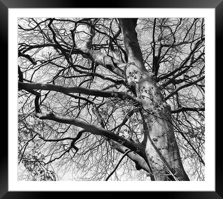 Tree in B&W Framed Mounted Print by Julie Coe