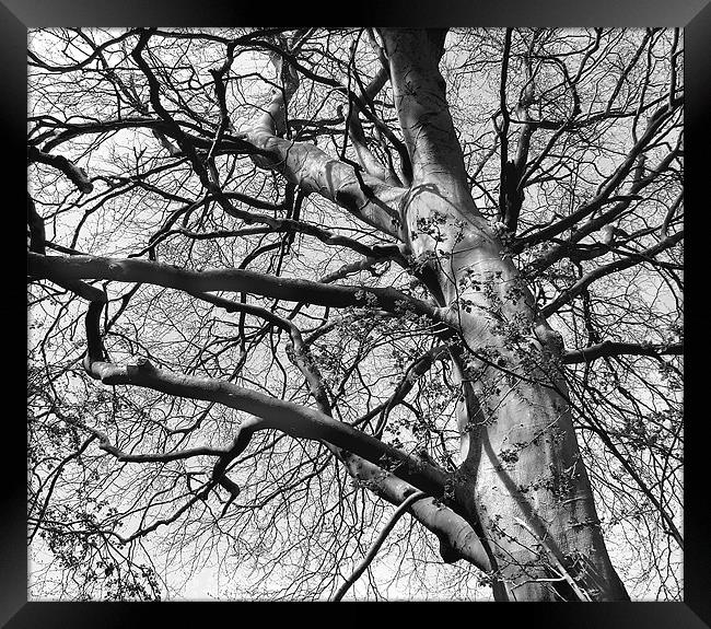 Tree in B&W Framed Print by Julie Coe