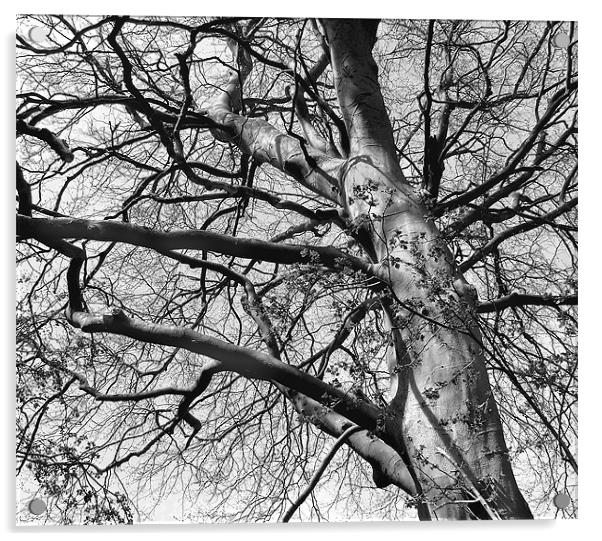 Tree in B&W Acrylic by Julie Coe