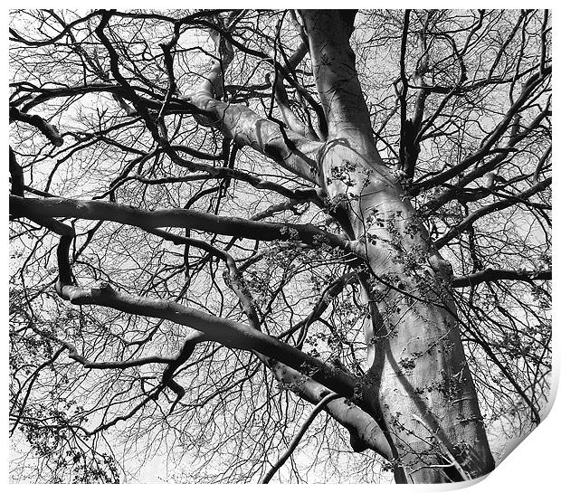 Tree in B&W Print by Julie Coe