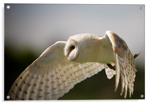 Barn Owl Acrylic by Simon Wrigglesworth
