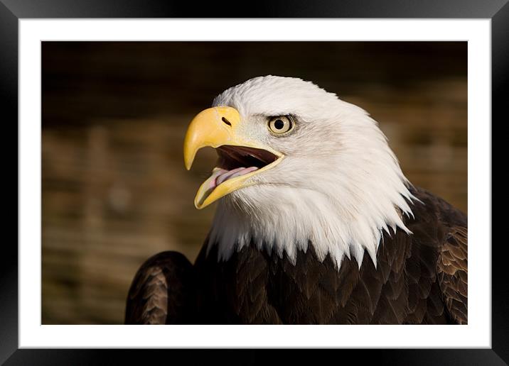 When Eagles Cry Framed Mounted Print by Simon Wrigglesworth