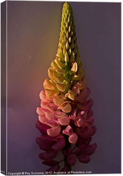 Pink Lupin Canvas Print by Roy Scrivener