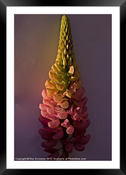 Pink Lupin Framed Mounted Print by Roy Scrivener