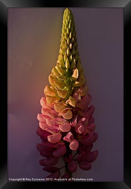Pink Lupin Framed Print by Roy Scrivener