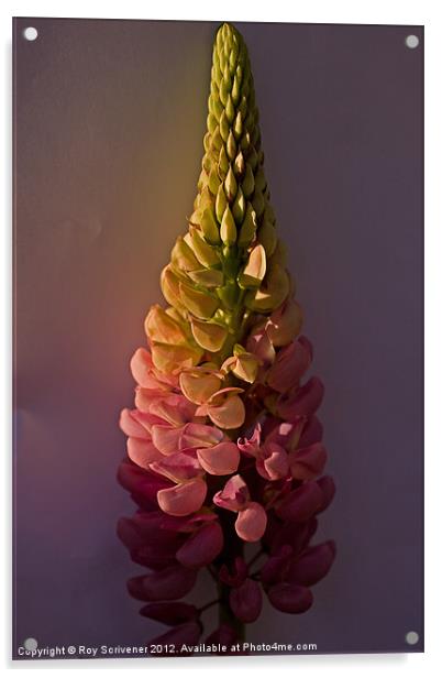Pink Lupin Acrylic by Roy Scrivener