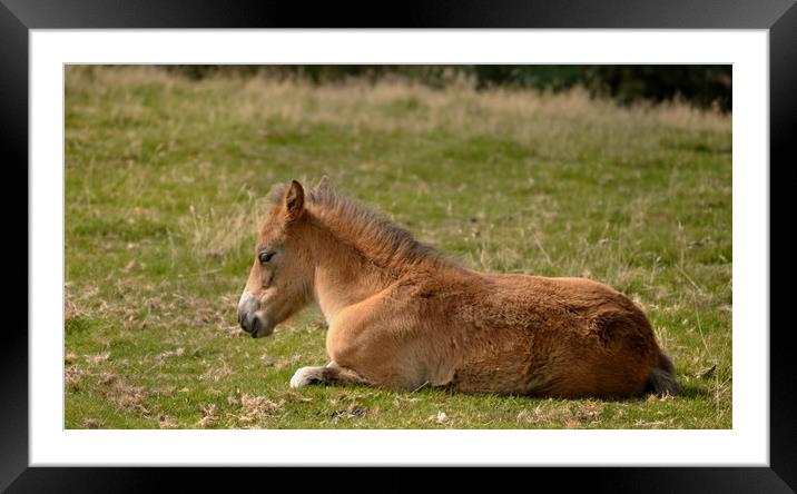 An Exmoor Foal Framed Mounted Print by patricia cannock