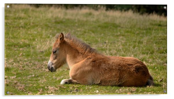 An Exmoor Foal Acrylic by patricia cannock