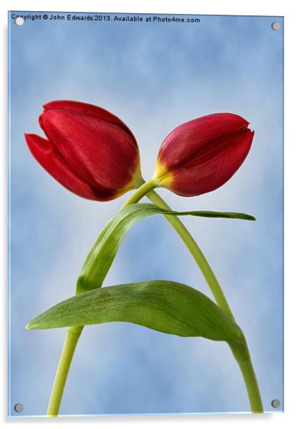 Red Tulips Acrylic by John Edwards