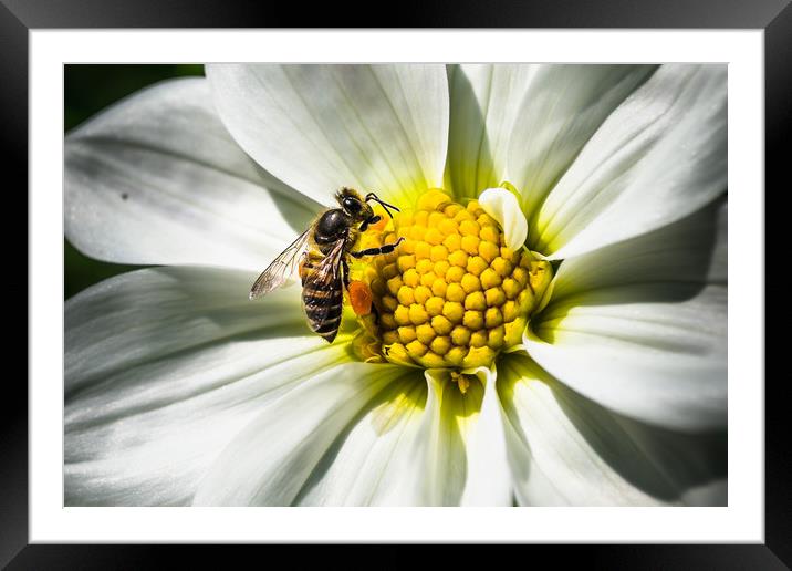White Daisy and Honey Bee Framed Mounted Print by Swapan Banik