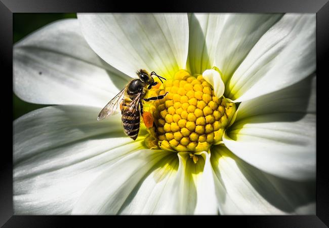 White Daisy and Honey Bee Framed Print by Swapan Banik