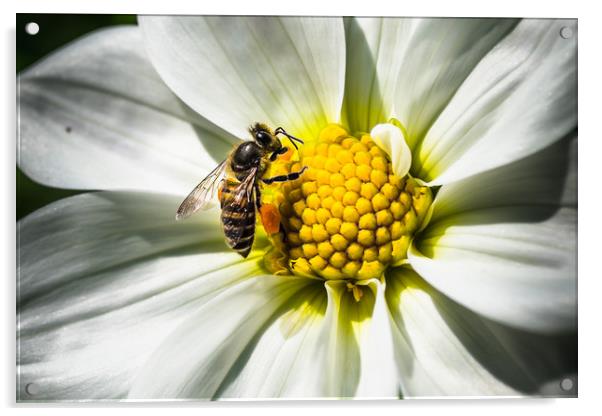 White Daisy and Honey Bee Acrylic by Swapan Banik