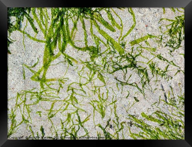 Seaweed Green Framed Print by Jennifer Henderson