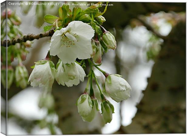 "THE JOY OF SPRING" Canvas Print by ROS RIDLEY