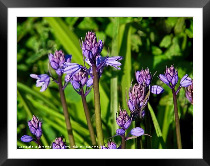 Bluebells 2 Framed Mounted Print by Susie Peek