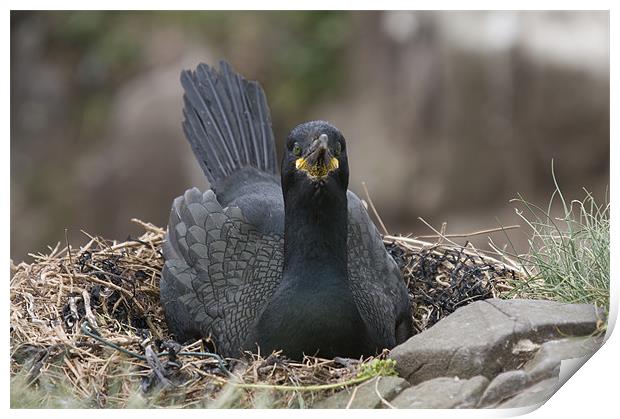 Cormorant incubating eggs on nest Print by Simon Marshall