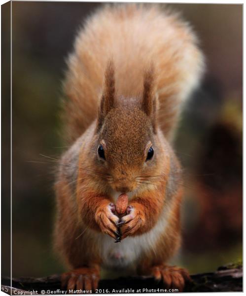 Red Squirrel Feeding Canvas Print by Geoffrey Matthews