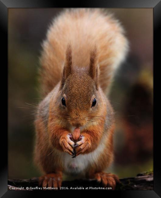 Red Squirrel Feeding Framed Print by Geoffrey Matthews